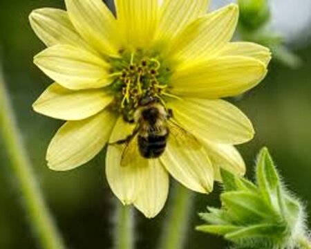 Silphium mohrii geen maat specificatie 0,55L/P9cm