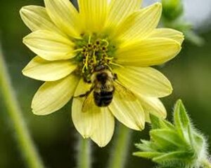 Silphium mohrii geen maat specificatie 0,55L/P9cm
