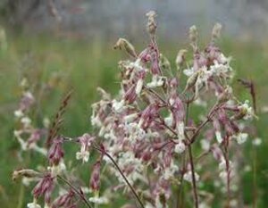 Silene nutans geen maat specificatie 0,55L/P9cm