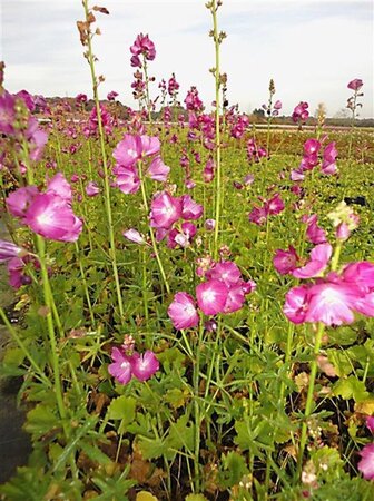 Sidalcea 'Partygirl' geen maat specificatie 0,55L/P9cm - afbeelding 1