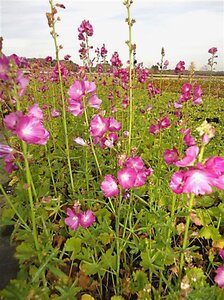 Sidalcea 'Partygirl' geen maat specificatie 0,55L/P9cm - afbeelding 1