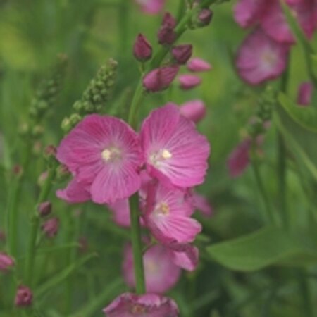 Sidalcea 'Partygirl' geen maat specificatie 0,55L/P9cm - afbeelding 3