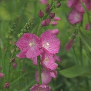 Sidalcea 'Partygirl' geen maat specificatie 0,55L/P9cm - afbeelding 3