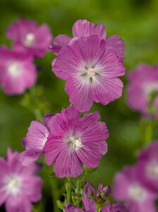 Sidalcea 'Partygirl' geen maat specificatie 0,55L/P9cm - afbeelding 4