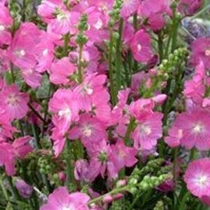 Sidalcea 'Partygirl' geen maat specificatie 0,55L/P9cm - afbeelding 5