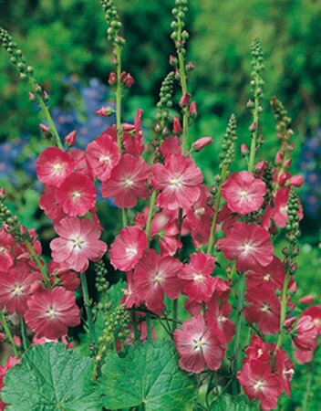 Sidalcea 'Partygirl' geen maat specificatie 0,55L/P9cm - afbeelding 6