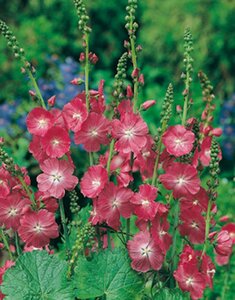Sidalcea 'Partygirl' geen maat specificatie 0,55L/P9cm - afbeelding 6