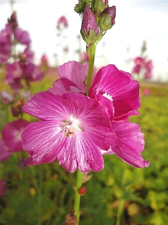 Sidalcea 'Partygirl' geen maat specificatie 0,55L/P9cm - afbeelding 2