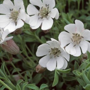 Silene uniflora geen maat specificatie 0,55L/P9cm