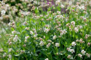 Silene vulgaris geen maat specificatie 0,55L/P9cm
