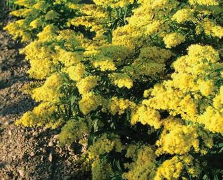Solidago 'Laurin' geen maat specificatie 0,55L/P9cm