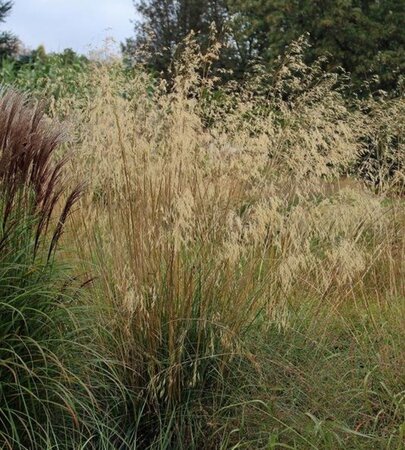 Stipa gigantea geen maat specificatie cont. 3,0L