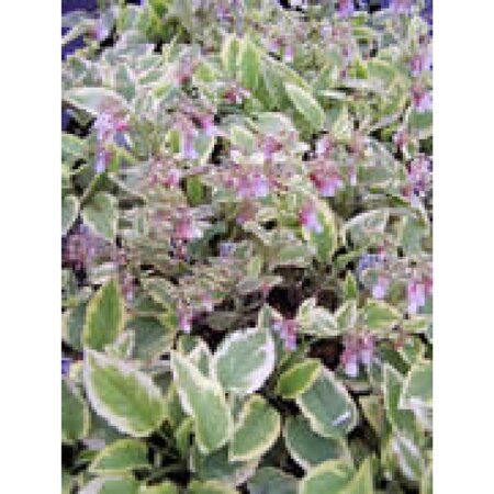 Symphytum grand. 'Goldsmith' geen maat specificatie 0,55L/P9cm