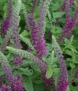 Teucrium hyrc. 'Paradise Delight' geen maat specificatie 0,55L/P9cm