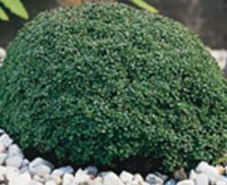 Thymus 'Elfin' geen maat specificatie 0,55L/P9cm