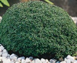 Thymus 'Elfin' geen maat specificatie 0,55L/P9cm