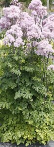Thalictrum Nimbus Pink geen maat specificatie 0,55L/P9cm