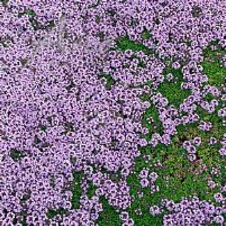 Thymus praecox 'Bressingham' geen maat specificatie 0,55L/P9cm - afbeelding 2