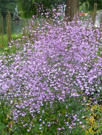 Thalictrum 'Splendide' geen maat specificatie 0,55L/P9cm - afbeelding 1