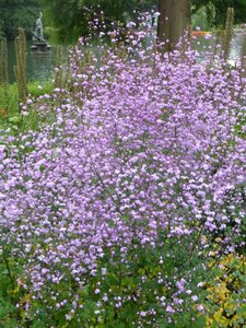 Thalictrum 'Splendide' geen maat specificatie 0,55L/P9cm - afbeelding 1