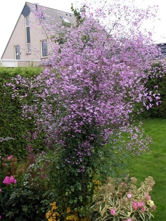 Thalictrum 'Splendide' geen maat specificatie 0,55L/P9cm - afbeelding 2