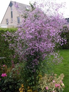 Thalictrum 'Splendide' geen maat specificatie 0,55L/P9cm - afbeelding 2