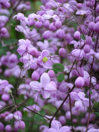 Thalictrum 'Splendide' geen maat specificatie 0,55L/P9cm - afbeelding 3