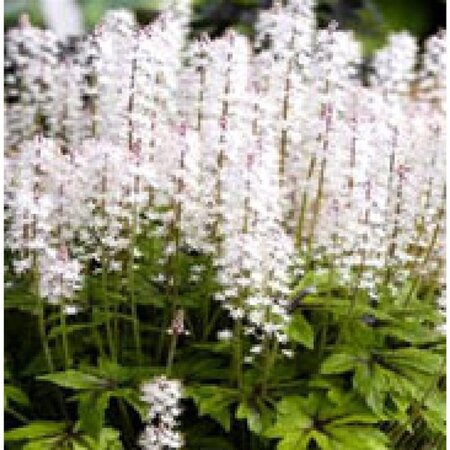 Tiarella 'Iron Butterfly' geen maat specificatie 0,55L/P9cm - afbeelding 1