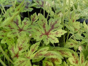 Tiarella c. 'Running Tiger' geen maat specificatie 0,55L/P9cm
