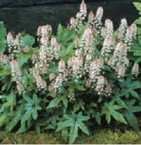 Tiarella 'Pink Bouquet' geen maat specificatie 0,55L/P9cm - afbeelding 1