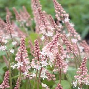Tiarella 'Pink Bouquet' geen maat specificatie 0,55L/P9cm - afbeelding 2