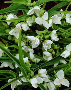 Tradescantia (A) 'Alba' geen maat specificatie 0,55L/P9cm