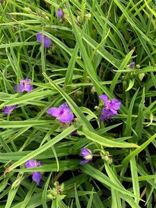 Tradescantia (A) 'Charlotte' geen maat specificatie 0,55L/P9cm - afbeelding 1