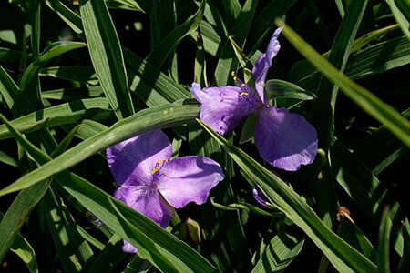 Tradescantia (A) 'Charlotte' geen maat specificatie 0,55L/P9cm - afbeelding 2