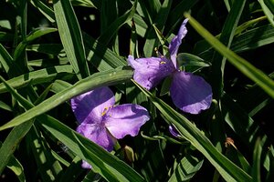 Tradescantia (A) 'Charlotte' geen maat specificatie 0,55L/P9cm - afbeelding 2