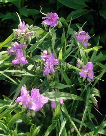 Tradescantia (A) 'Charlotte' geen maat specificatie 0,55L/P9cm - afbeelding 3