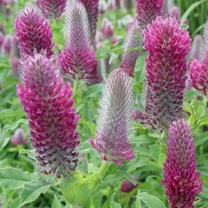 Trifolium rubens geen maat specificatie 0,55L/P9cm