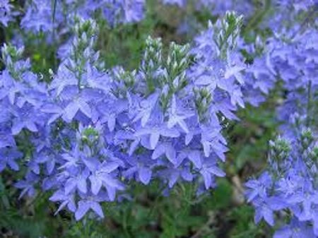 Veronica austriaca geen maat specificatie 0,55L/P9cm