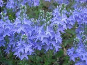 Veronica austriaca geen maat specificatie 0,55L/P9cm
