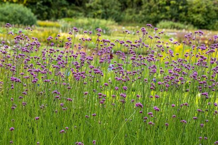Verbena bonariensis geen maat specificatie cont. 2,0L - afbeelding 1