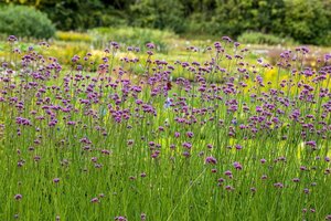 Verbena bonariensis geen maat specificatie cont. 2,0L