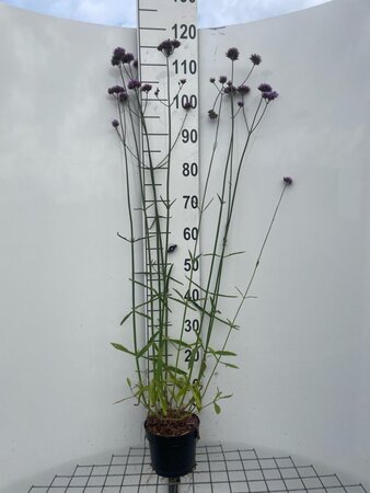 Verbena bonariensis geen maat specificatie cont. 2,0L - afbeelding 4