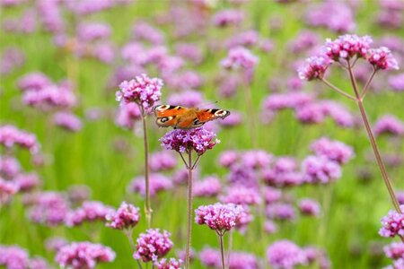 Verbena bonariensis geen maat specificatie cont. 2,0L - afbeelding 2