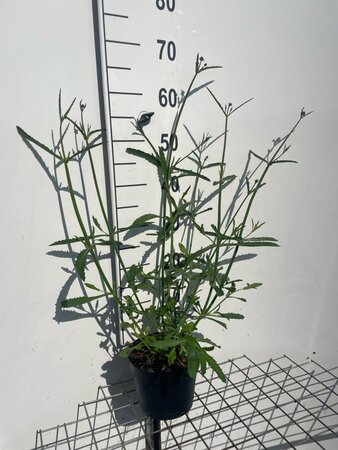 Verbena bonariensis geen maat specificatie cont. 2,0L - afbeelding 5