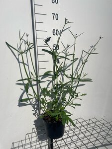 Verbena bonariensis geen maat specificatie cont. 2,0L - afbeelding 5