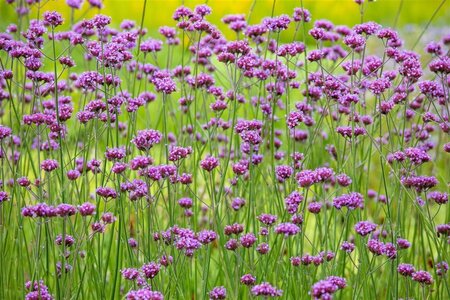 Verbena bonariensis geen maat specificatie cont. 2,0L - afbeelding 3