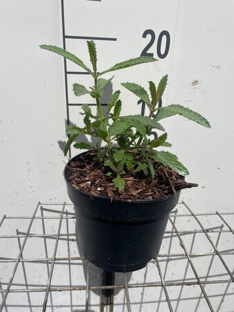 Verbena bonariensis geen maat specificatie cont. 2,0L - afbeelding 6
