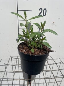 Verbena bonariensis geen maat specificatie cont. 2,0L - afbeelding 6