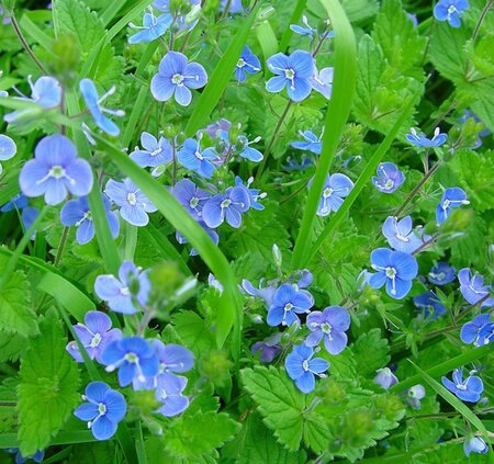 Veronica chamaedrys geen maat specificatie 0,55L/P9cm