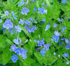 Veronica chamaedrys geen maat specificatie 0,55L/P9cm